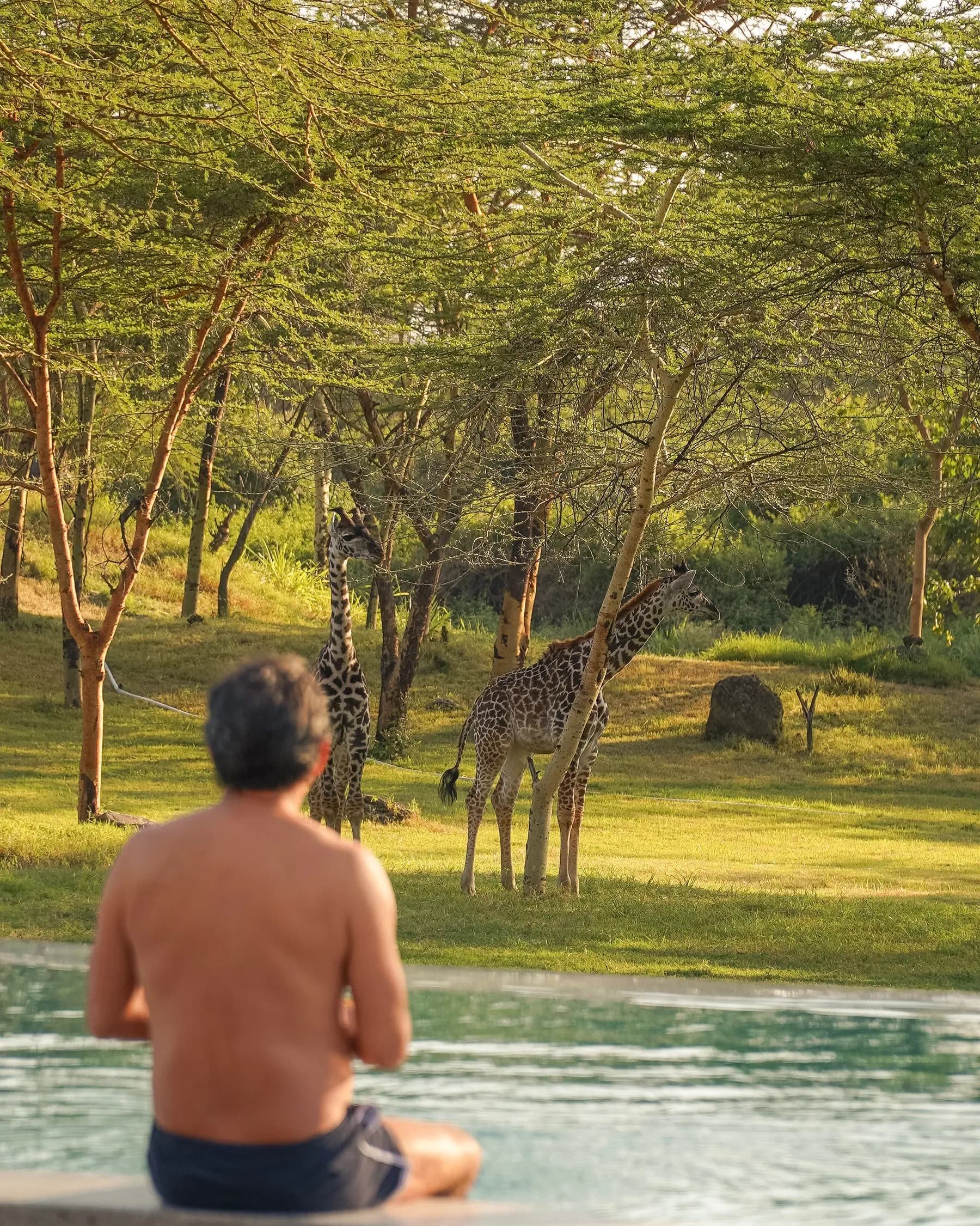 A guest watching giraffes on the estate lawns