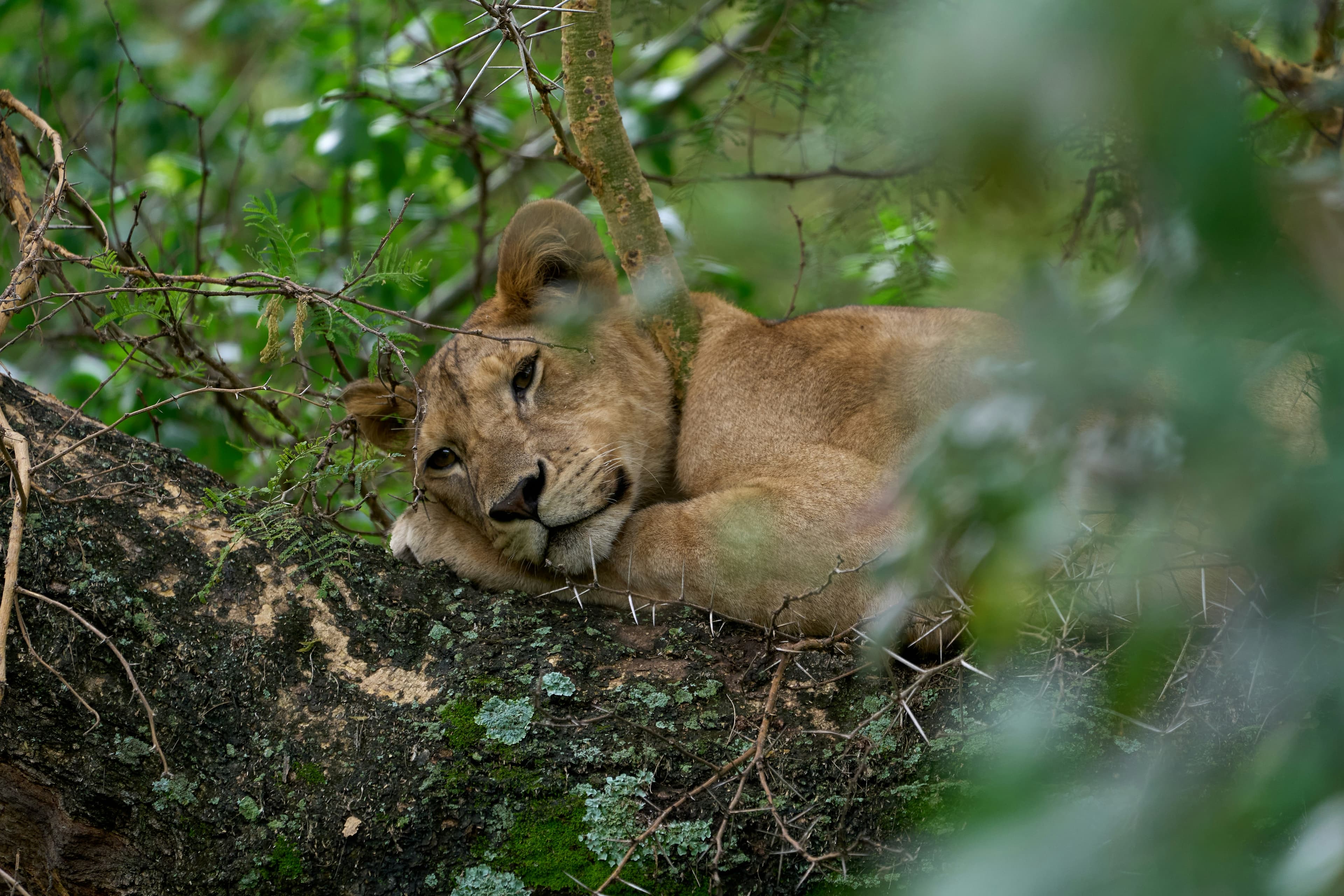 Lake Manyara & Tree-Climbing Lions