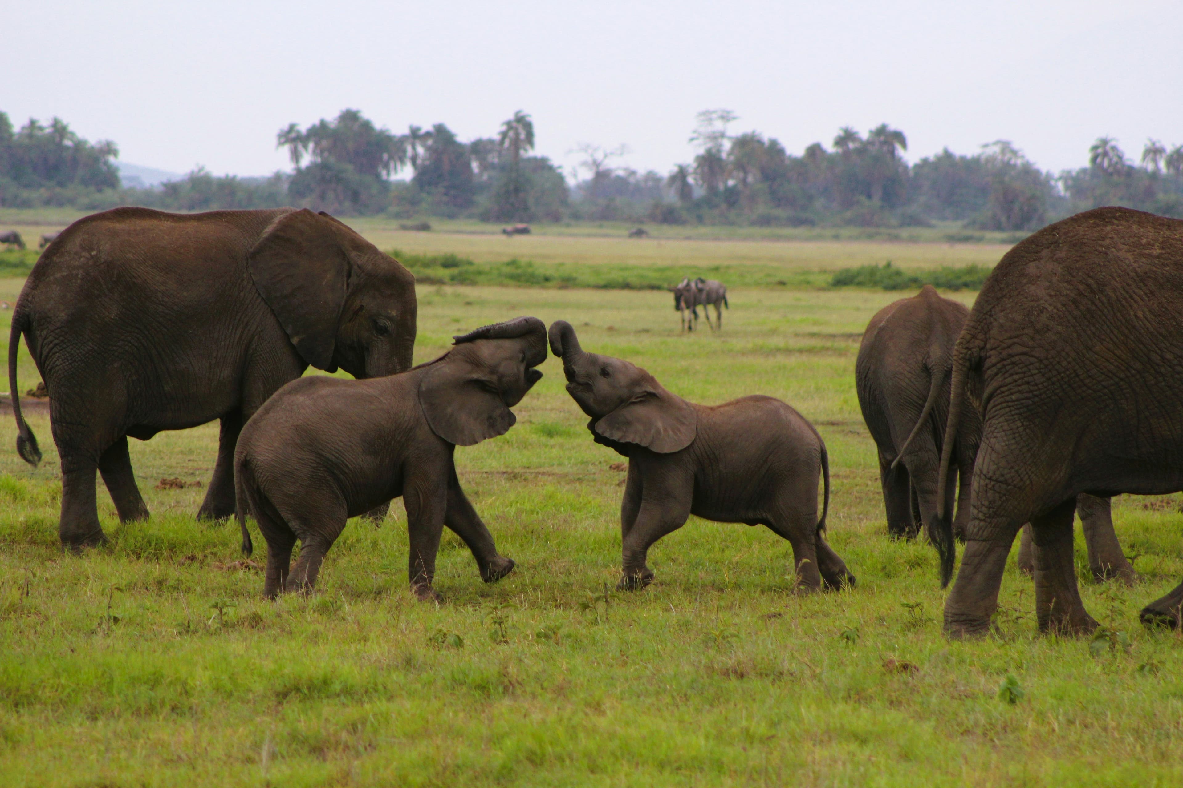 4-Day Serengeti Fly-in Safari