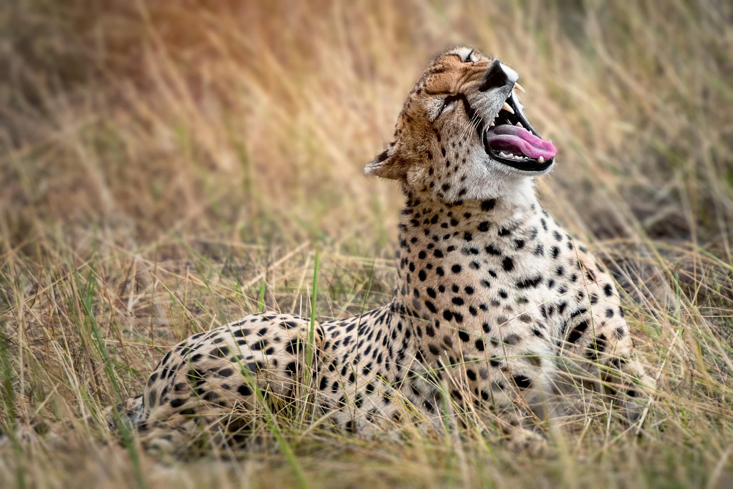 Serengeti Migration Safari