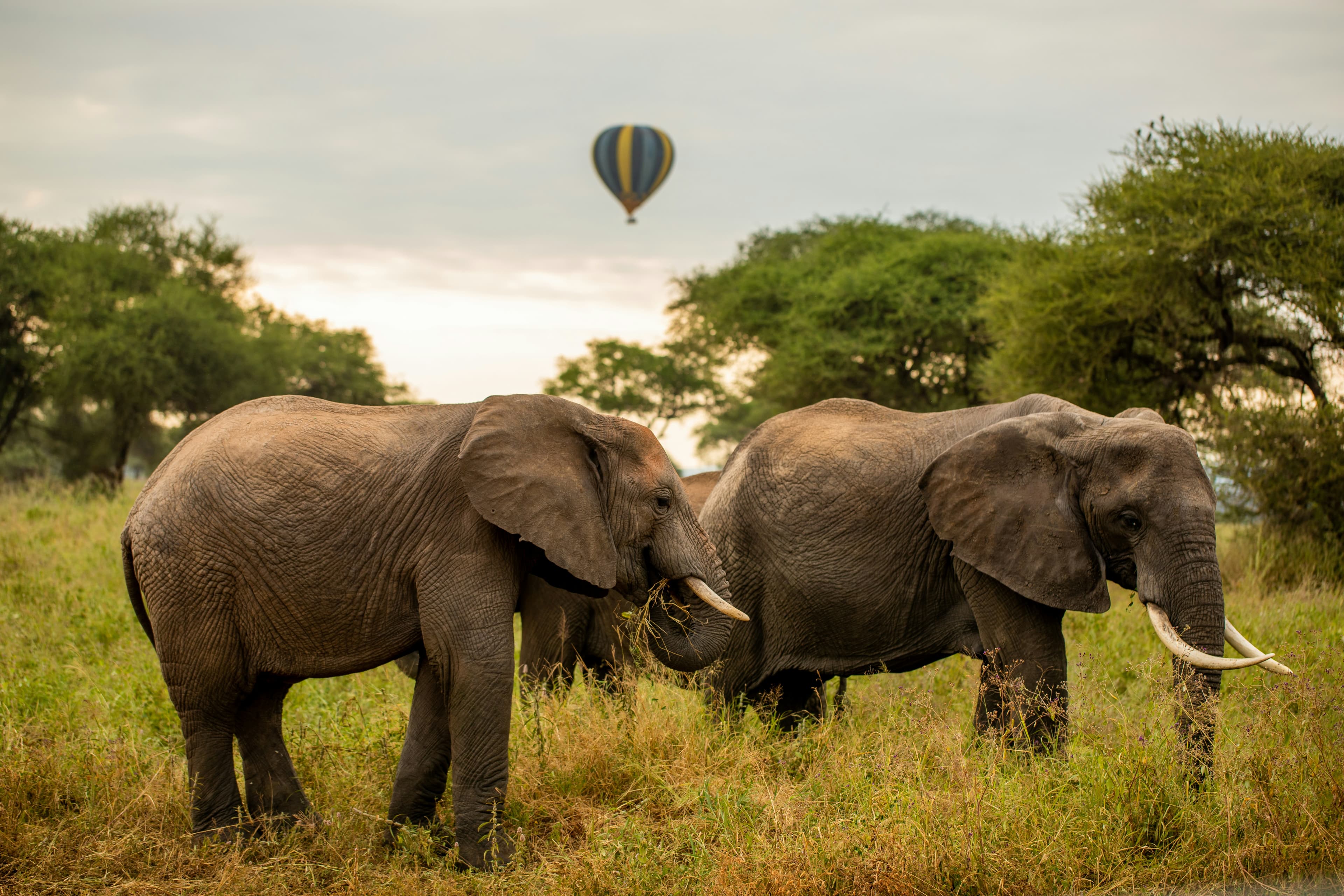 Tarangire Elephant Paradise