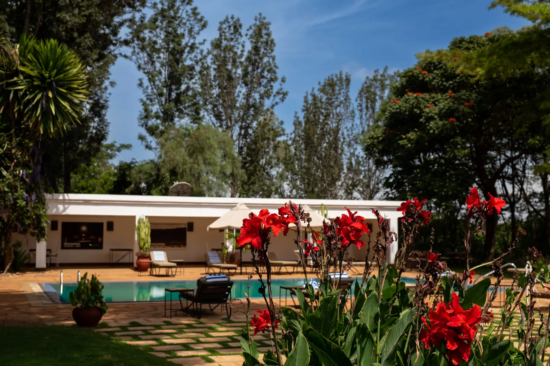 Swimming pool framed by red cannas