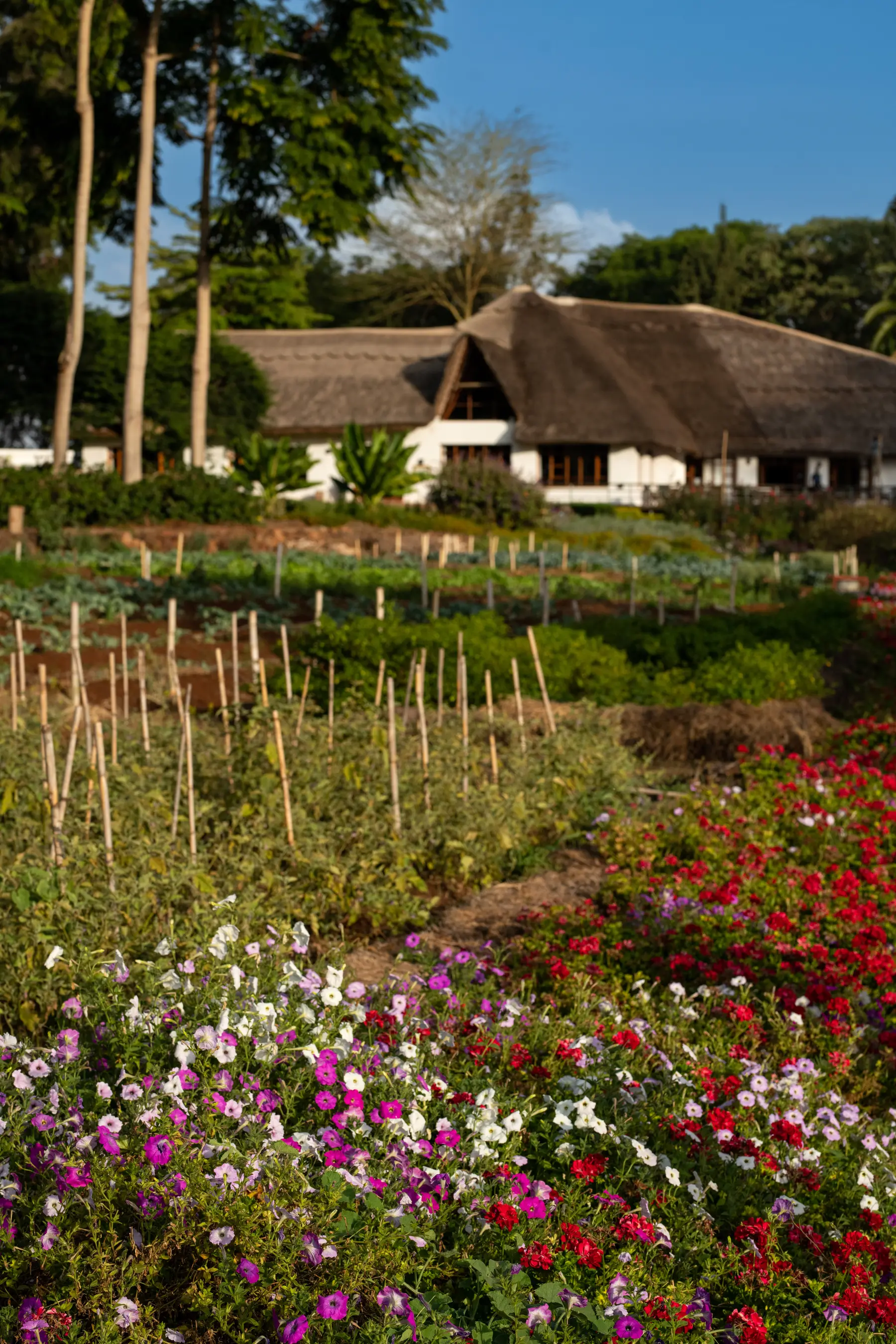 Terraced vegetable garden on the farm