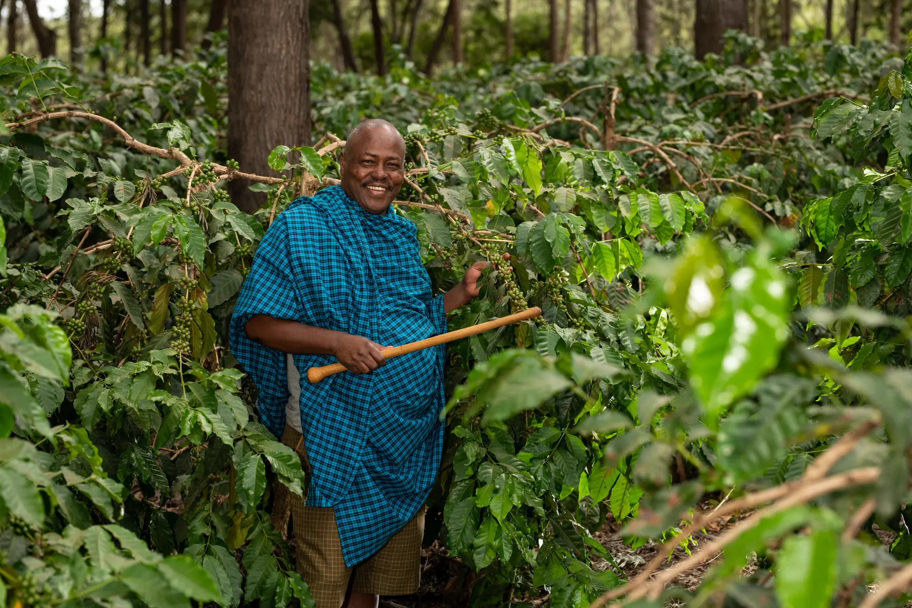 Farmer among the coffee plants