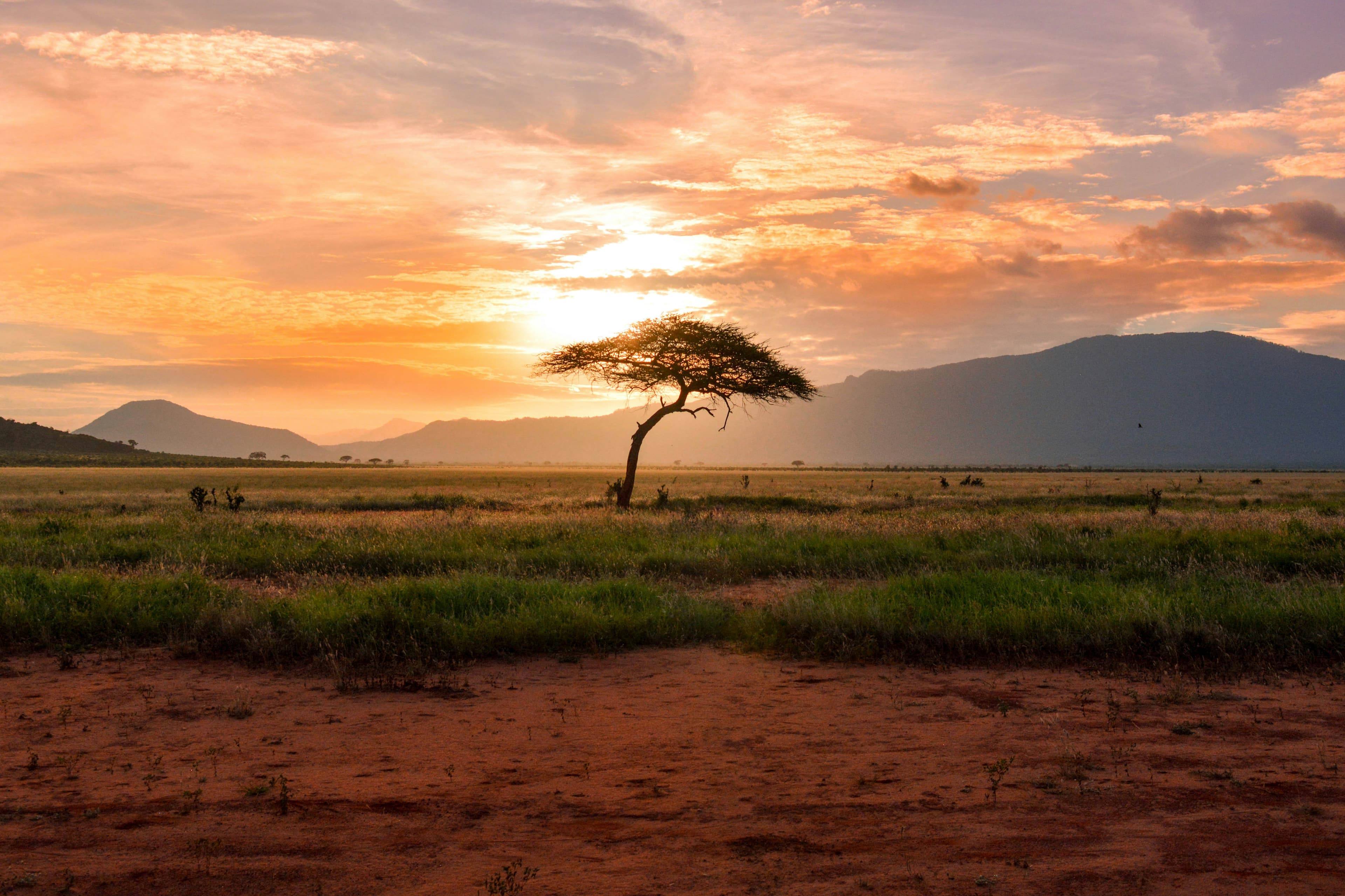 Professional safari guide explaining wildlife behavior to tourists in Tanzania